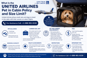 What Is the United Airlines Pet in Cabin Policy and Size Limit?